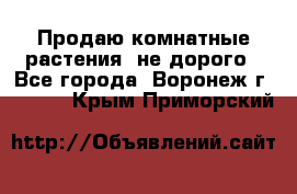 Продаю комнатные растения  не дорого - Все города, Воронеж г.  »    . Крым,Приморский